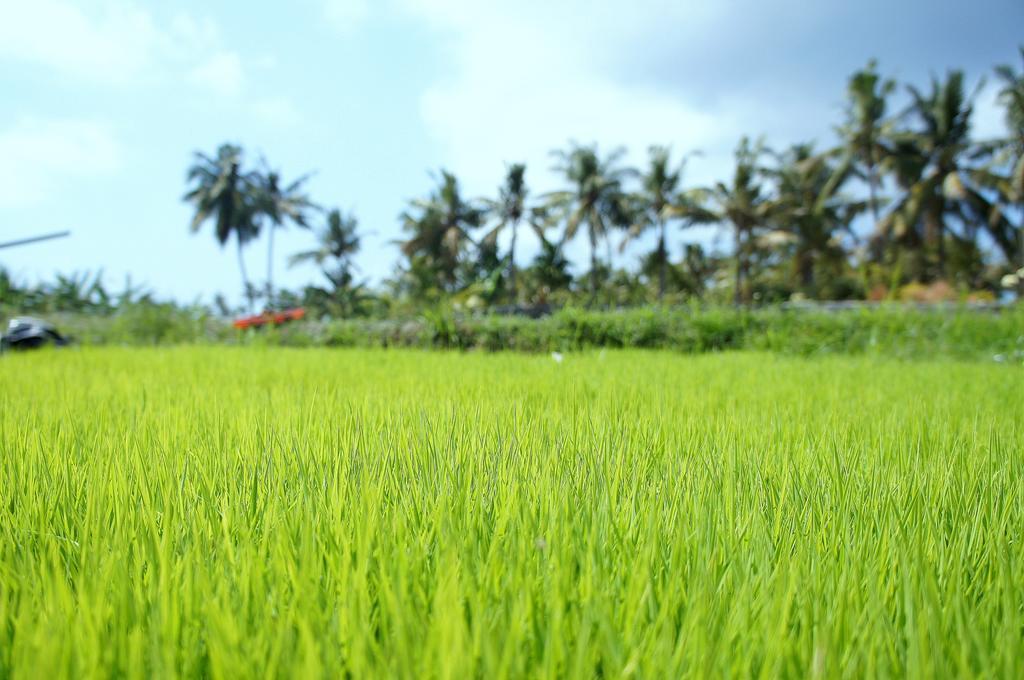 Barn N Bunk Hotel Gianyar  Ngoại thất bức ảnh