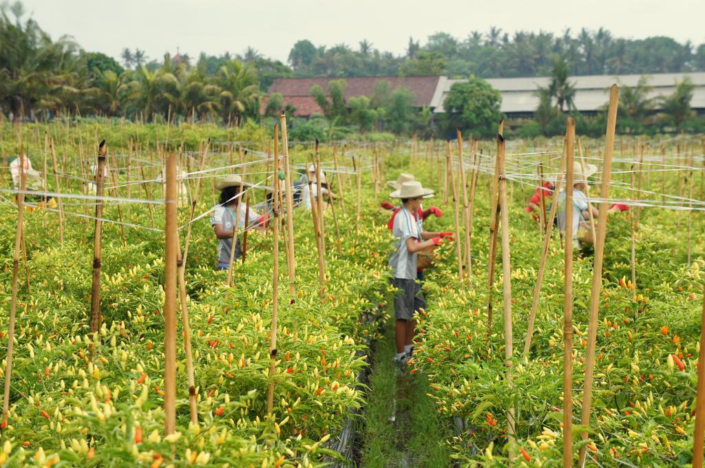 Barn N Bunk Hotel Gianyar  Ngoại thất bức ảnh